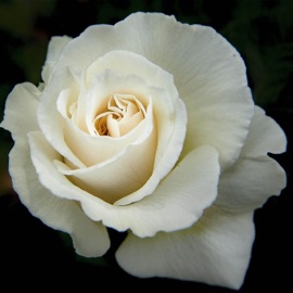 Was My Love Inadequate Ryan_The_GOAT