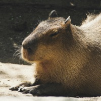 KAPIBARA (feat. k00) - Single - TARANTULA