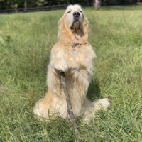 Nhạc giáng sinh cùng với PawPawtheDawg - Single - PAWPAWTHEDAWG