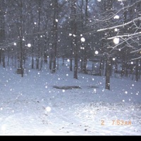 Snow Forest - Single - Purple Shotty