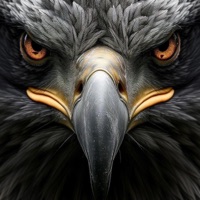 Popping Shit (feat. Lingo) - Single - RamboIF