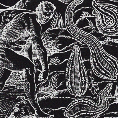 anatomy of a leech - Single