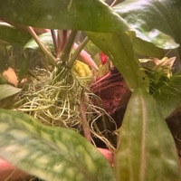 Chalk (feat. Gore) - Single - Gangstermysix