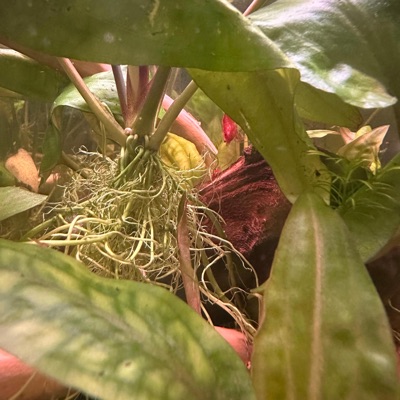 Chalk (feat. Gore) - Single