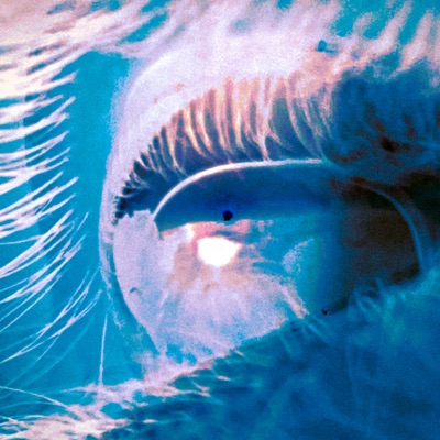 מרגיש את החול (feat. Mish Bejerano) - Single