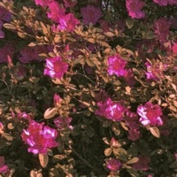 Pop a Top - Single - MASY.