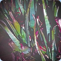 8 am no brazil (Instrumental Version) - Single - Flakko