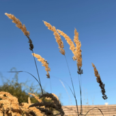 Cugetări de noiembrie