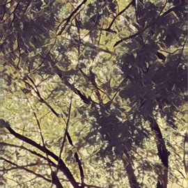 Good Mourning Marcus Lee