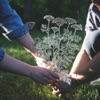 Queen Anne's Lace