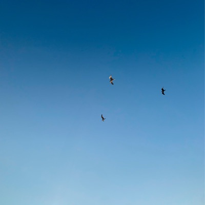 olvídate de mi - Single