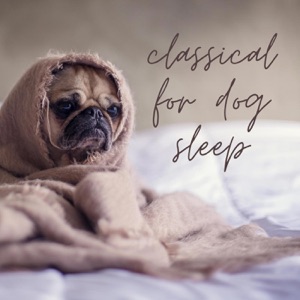 Violin Concerto in D Minor, Op. 47: II. Adagio di molto