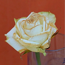 zerfall (feat. weezylou) leo lavendel