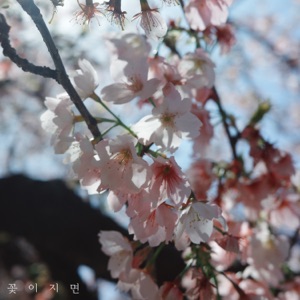 When the flowers fall (feat. 초은)