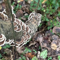 Crescent - Single - Crossly