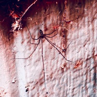 PELUDA - Single - NooSense