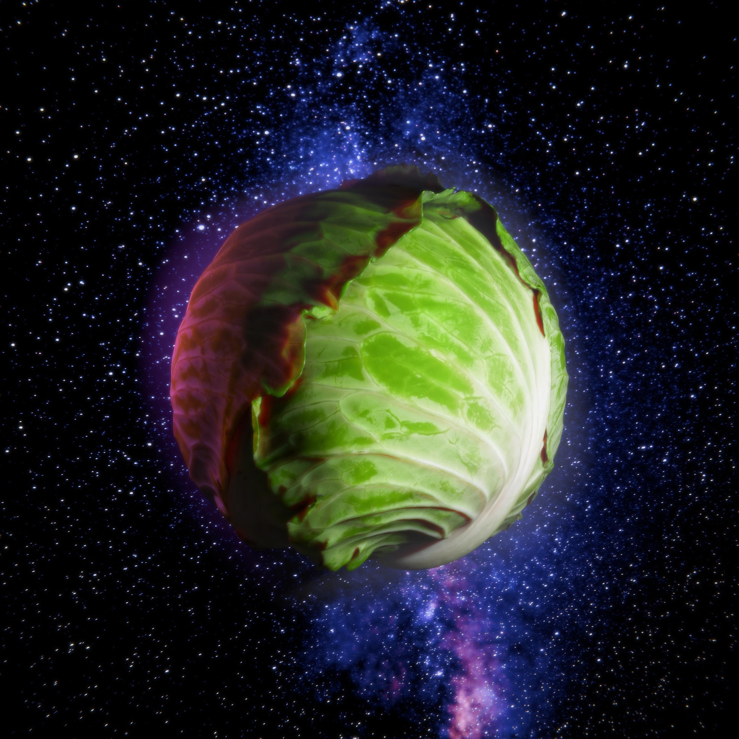 Cabbage