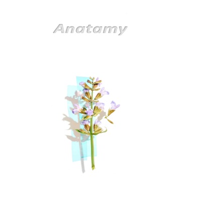 Anatomy