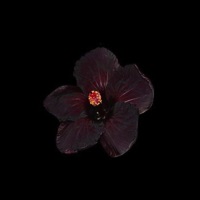 Pill Morada (feat. KiddJaybb) - Single - Moonhuman & R2K