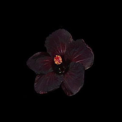 Pill Morada (feat. KiddJaybb) - Single
