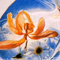 Liquid Light (feat. Eda Tola) - Single - William Florelle