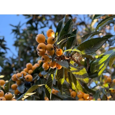 The Scents Of The Loquat Trees