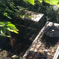 Mount Hood - Single - Greenwood