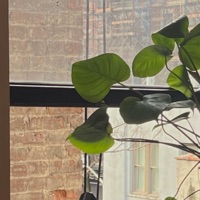 see ya later, alligator - Single - Decks