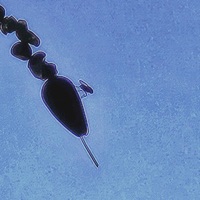 Ashtray - watchsethbaby