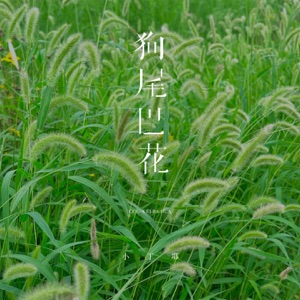 狗尾巴花 - Single