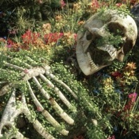 roadkill - Single - Kalvin Moon