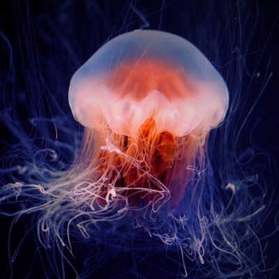 Bioluminescence - Single