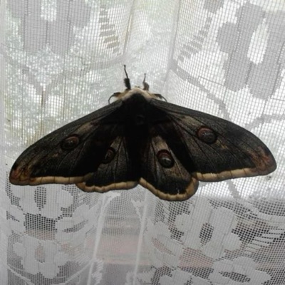 butterflies - Single