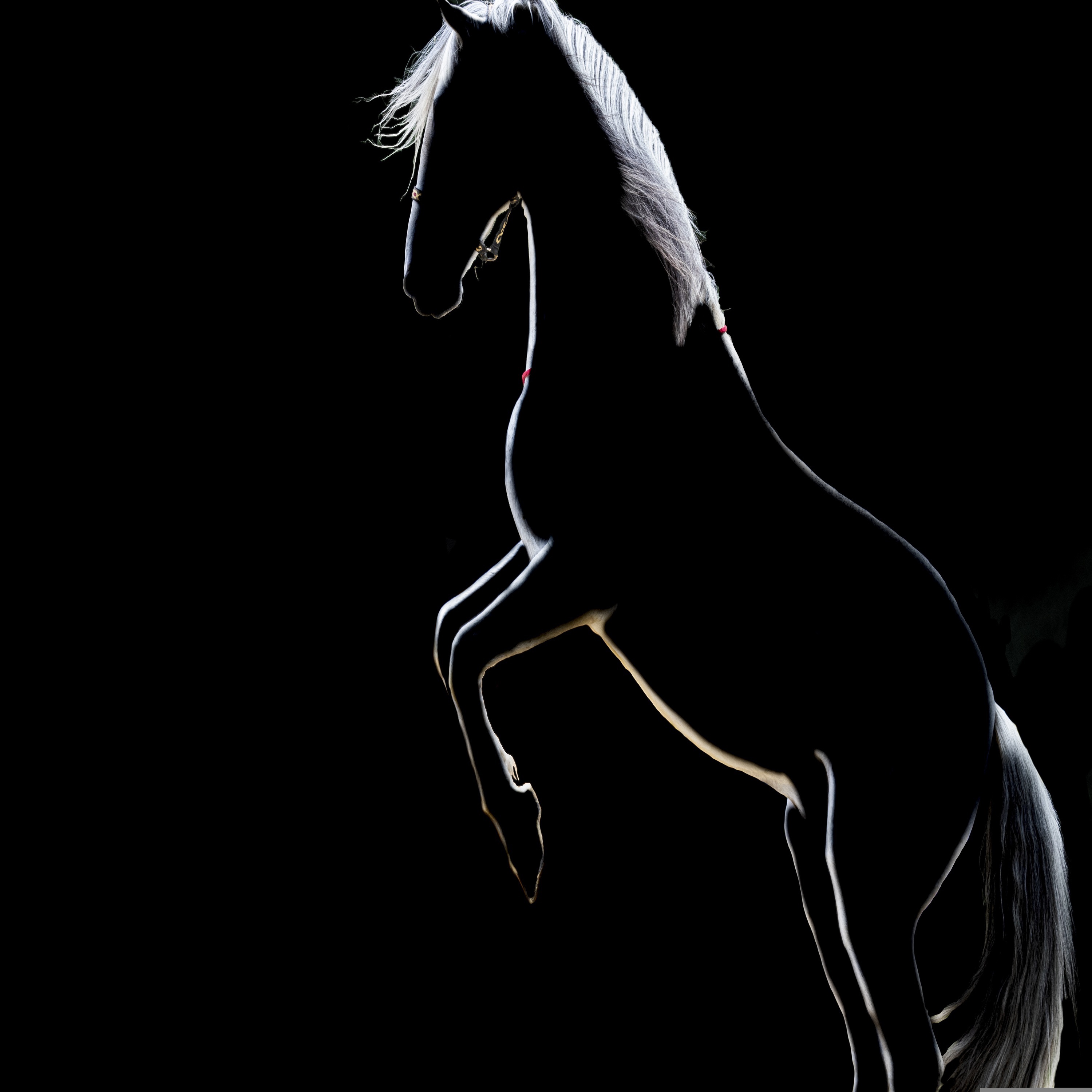 Pink Cat Empire - White Horse (Original Mix)