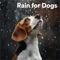 Rainfall Therapy for Dogs’ Sleep - Bailey lyrics