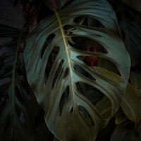 Giant Leaves (feat. Joker Beats) - Elyon Kai One