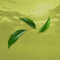 Green Tea - Single - cconsciencee