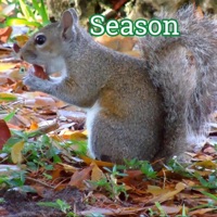 Season - Single - AmAFlow