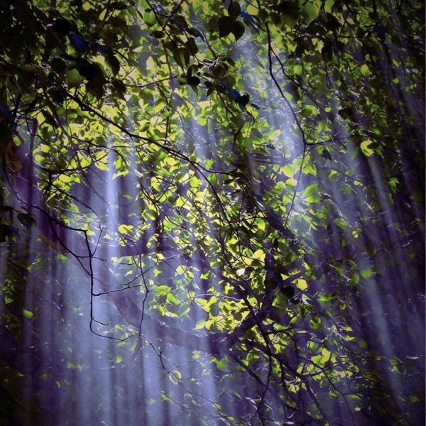 Forest Bathing - Single