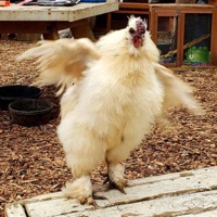 Dirty Bird - Single - Thrombus