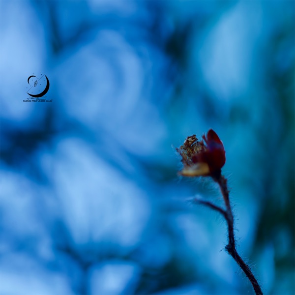La Hora Azul Profunda