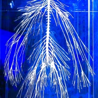 STILL BLUE - EP - $maGe