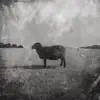 BLACK SHEEP