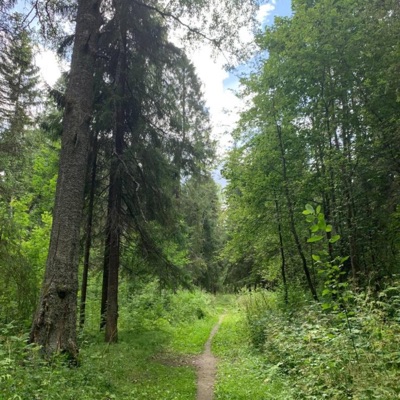 into the forest - Single