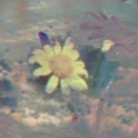 svnflwrs. - Single - tides.
