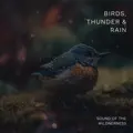 Birds Warning the arrival of thunder