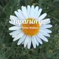 Yaparsin ya!