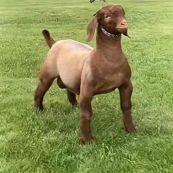 GOAT