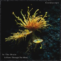 Cordyceps - Single - Knewse