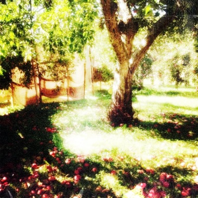 sweet peach tree - Single